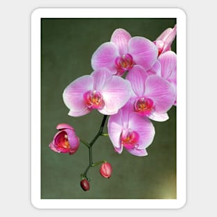 Pink orchid flowers Sticker